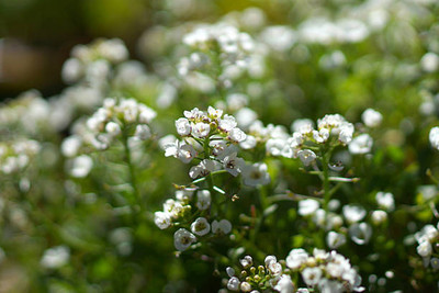 seedex gypsophila flower Seed(100 per packet)