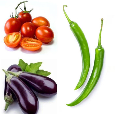 PSAgroinput Tamatar Begun Mirchi pack of 3 Seed(100 g)