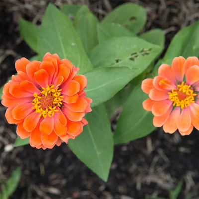 CYBEXIS XLR-23 - Zinnia Flower Garden Profusion Series Double Salmon Deep - (270 Seeds) Seed(270 per packet)