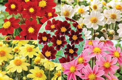 DIVINE ®EF- Mixed Color and Hybrid Flower Seeds -0A575 Seed(45 per packet)