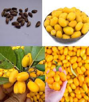 BDSresolve Khirni fruit seeds, Mimusops Hexandra seeds Seed(17 per packet)