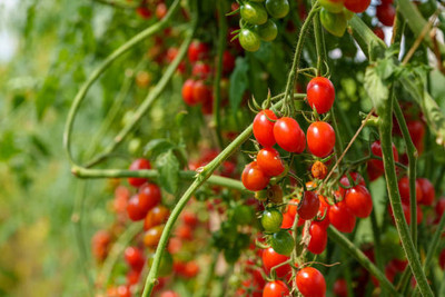 VIATION tomato Seed(125 per packet)