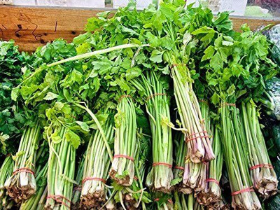 CYBEXIS XL-12 - Chinese Celery - (250 Seeds) Seed(250 per packet)