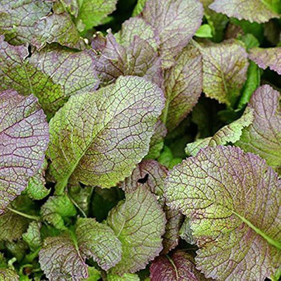 CYBEXIS XL-80 - Japanese Giant Red Mustard Greens - (2250 Seeds) Seed(2250 per packet)