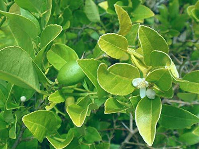 Aywal Citrus Limon (Lemon) Seed(18 per packet)