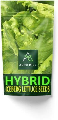 AGRO MILL HYBRID F1 PREMIUM QUALITY ICEBERG LETTUCE/SALAD PATTA FOR HOME KITCHEN GARDEN Seed(40 per packet)