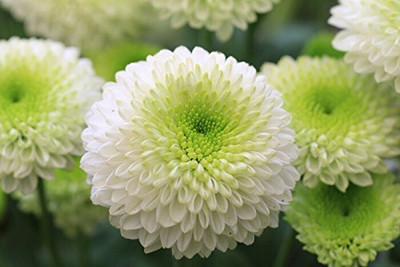 Lorvox Chrysanthemum Seed(30 per packet)