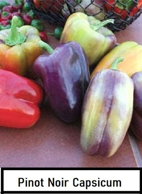 Biosnyg Open-Pollinated Pinot Noir Capsicum Seeds For Kitchen Gardening-(50 Seeds) Seed(50 per packet)