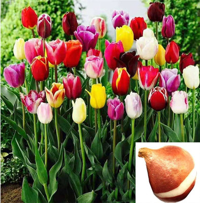 zabbus Tulip Flower Bulbs for Winter Season Mixed Seed(5 per packet)