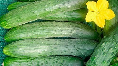 Qualtivate RES-5A Cucumber April F1 Self-Pollinated Seed(300 per packet)