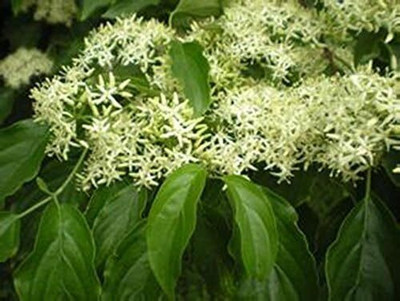 KNESSiN Farms- Night Blooming Jasmine[100 Seeds] Seed(100 per packet)