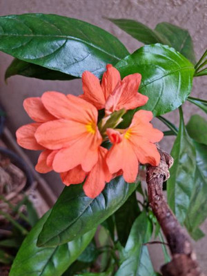 Rawmest kanakambaram-firecracker-crossandra Seed(16 per packet)
