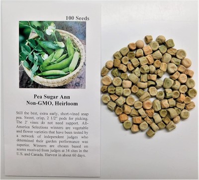 VibeX ® XXL-566 Seeds Pea Snap Sugar Ann Seed(50 per packet)