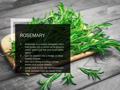 VibeX ROSEMARY SEEDS(2500 Seeds) Seed(2500 per packet)