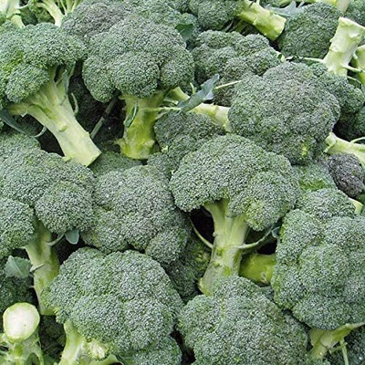 Qualtivate GXL-6AT Broccoli Di Cicco Seeds Seed(300 per packet)