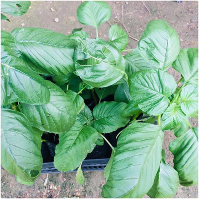 URRO Seeds Amaranthus Viridis Green Amaranth Big Leaf Seed(500 per packet)