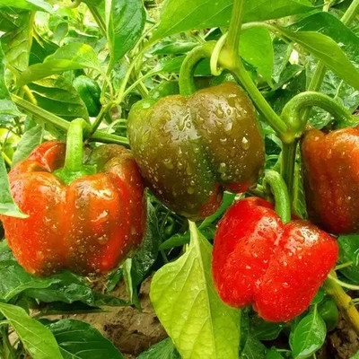 VASUDHA CAPSICUM/ BELL PEPPER Seed(100 per packet)