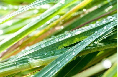 CYBEXIS PUAS-94 - LEMONGRASS /Cymbopogon citratus - (2250 Seeds) Seed(2250 per packet)