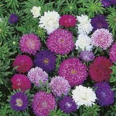 ACCELCROP Aster Seed(70 per packet)