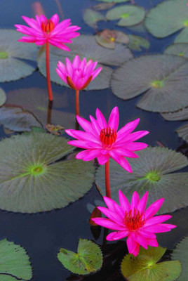 usdeepar retail Lotus Flower Hybrid Quality Seed colourful Lotus seed Seed(15 per packet)
