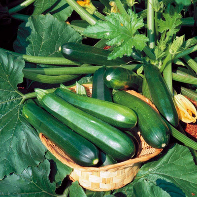 Qualtivate HUA-1A Zucchini Squash Green Hybrid Seeds Seed(30 per packet)