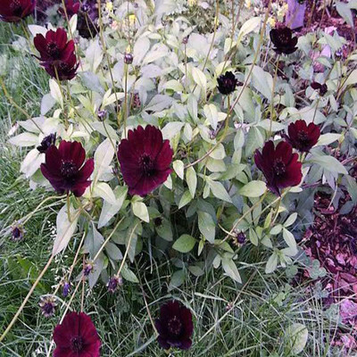 VibeX PAU-45 - Chocolate Cosmos Flower - (30 Seeds) Seed(30 per packet)