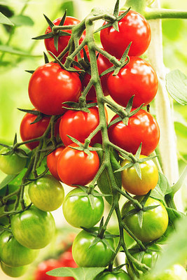 Qualtivate tomato Seed(145 per packet)