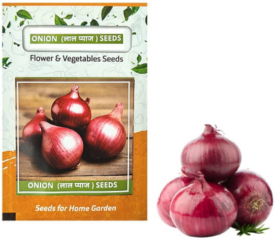 WILLVINE HUA -XIII Fursungi Pune Onion Seeds [100g] Seed(300 per packet)