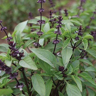 VibeX ® RXI-2 Non-GMO Thai Basil Seeds Seed(1000 per packet)