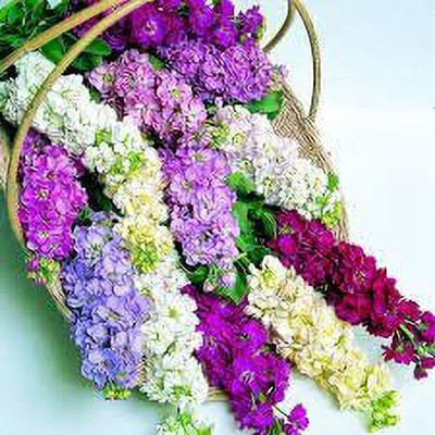 KANAYA Ten - Week Stock Flower Seed(36 per packet)