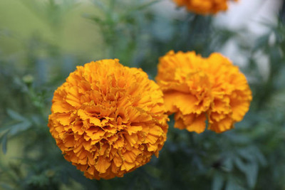 SEEDSSIDE marigold/gende ka phool flower seeds Seed(75 per packet)