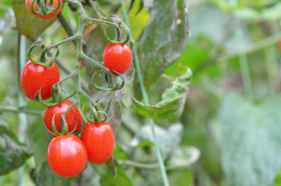 agrilabh tomato Seed(125 per packet)