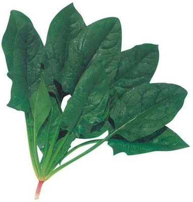 CYBEXIS Spinach Seeds Easy to Cultivate Perennial Non-GMO4000 Seeds Seed(4000 per packet)