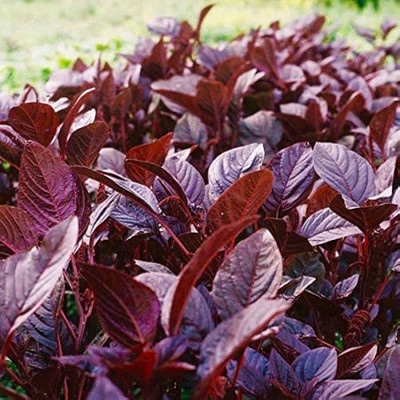 AK ICONIC FASHION red spinach Seed(100 per packet)