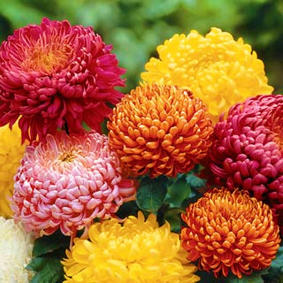 Lorvox Chrysanthemum Seed(10 per packet)