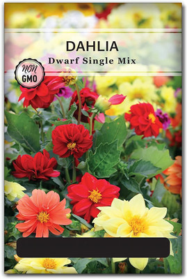 CYBEXIS PAU-45 - Dahlia Dwarf Single Mix Flower - (60 Seeds) Seed(60 per packet)