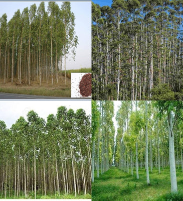ibains Eucalyptus tree seeds beez 28 Seed(28 per packet)
