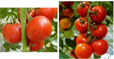 KNESSiN F1 Variety & Ruby High Yield Hybrid Pusa Tomato Combo[400 Seeds] Seed(400 per packet)