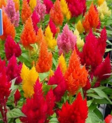 Aywal Celosia Pulmosa Mixed Flower Seeds Seed(40 per packet)
