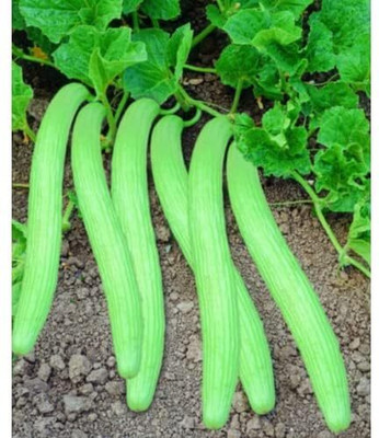 Aywal Long Melon Kakri Seeds, Cucumber Kakdi Seed(50 per packet)