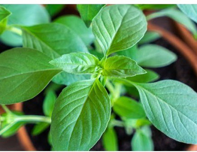 VibeX ® VLR-22 Lime Basil Herb Seeds Seed(1000 per packet)
