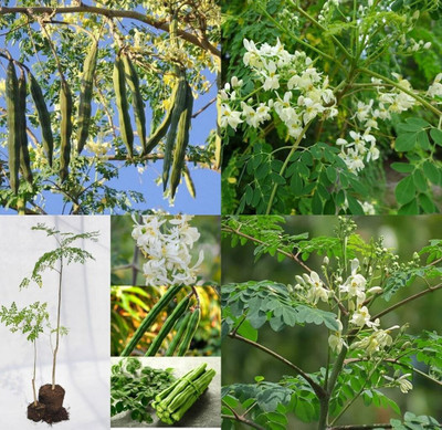 ibains Drumstick seeds bij 24 Seed(24 per packet)