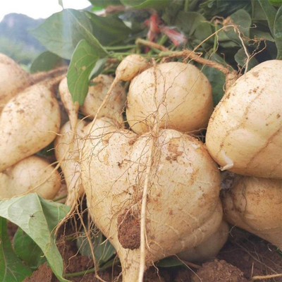 GreenHorizon Yam Bean / Jicama / sak aloo / saag aloo / sag alu Seed(10 per packet)