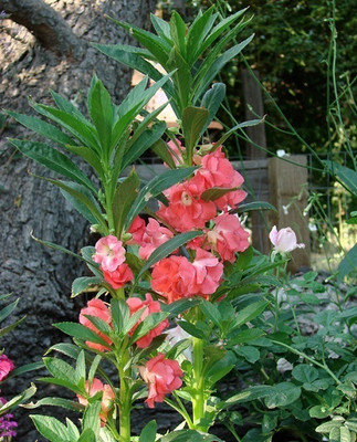Dharma Balsam, Dopati Seed(55 per packet)