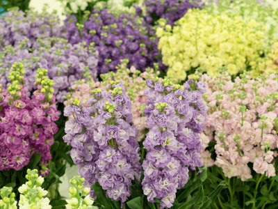 LPR STOCK Seed(30 per packet)