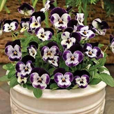 MAA Viola Seed(100 per packet)