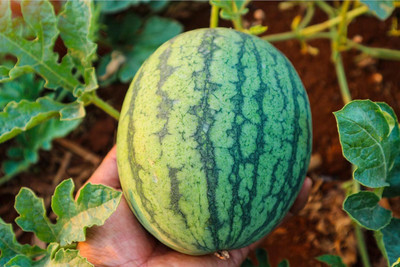 KNESSiN Non GMO Crimson Sweet Watermelon Seeds for Terrace Gardening-(250 Seeds) Seed(250 per packet)