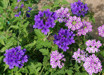 Aywal Verbena- Florist Mixed Seed(30 per packet)