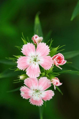 Lorvox Sweet William- Herald of Spring Seed(10 per packet)