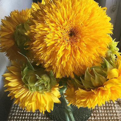 CYBEXIS VXI-53 - Teddy Bear Dwarf Sunflower - (150 Seeds) Seed(150 per packet)
